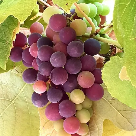 Sondela Self Catering Alpesi faház *