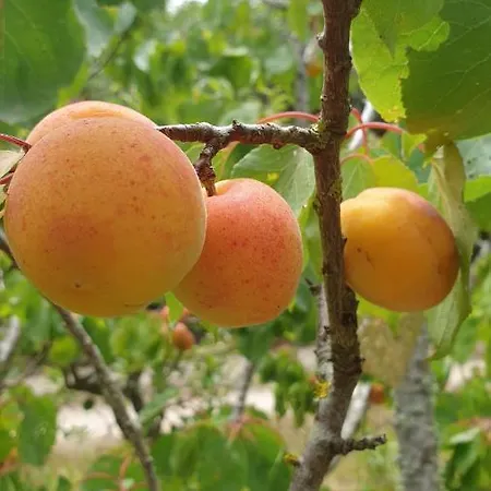 Sondela Self Catering São Martinho do Porto